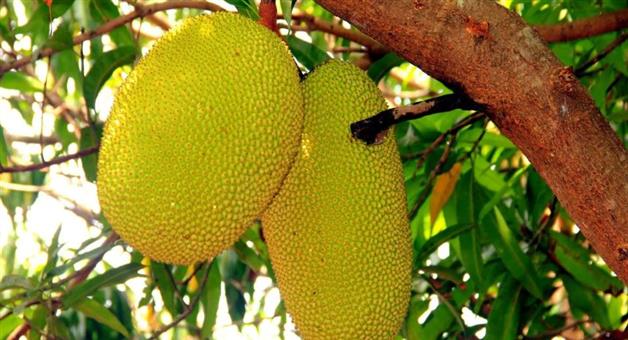 Khabar Odisha:jackfruit-fruit-or-vegetable-history-and-facts