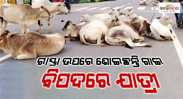 Khabar Odisha:jatni-roads-turn-into-grazing-grounds-stray-cattle-put-commuters-at-risk