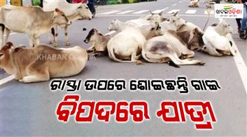 Khabar Odisha:jatni-roads-turn-into-grazing-grounds-stray-cattle-put-commuters-at-risk