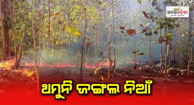 Khabar Odisha:jungle-fire