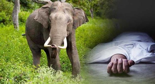 Khabar Odisha:kantabanjhielephant-attack-one-dead