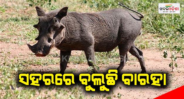 Khabar Odisha:kendujhar-news