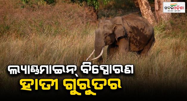 Khabar Odisha:landmine-explosion-in-dense-forest-of-rourkela-saranda-digha-baby-elephant-critically-injured