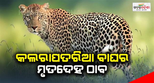 Khabar Odisha:leaopard-death-at-redhakhol