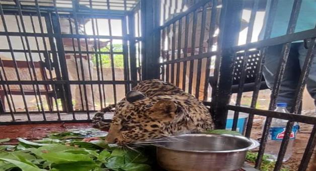 Khabar Odisha:leopard-died-during-treatment