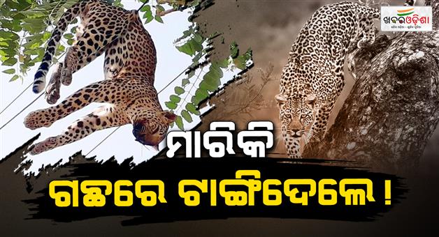 Khabar Odisha:leopard-found-hanging-from-tree-in-ganjam-probe-underway