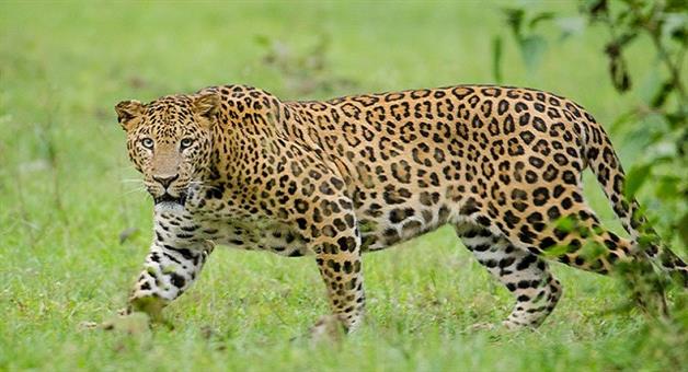 Khabar Odisha:leopard-kills-cow-at-nuapada