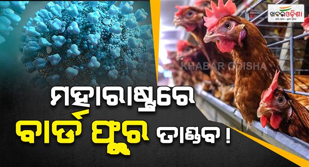 Khabar Odisha:maharashtra-navapur-bird-flu-outbreak-culling-buffer-zone-poultry-alert