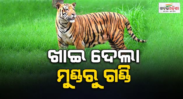 Khabar Odisha:man-killed-due-to-tiger-attack-in-karanjia