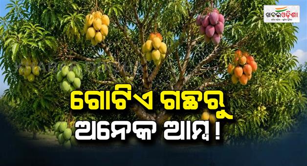 Khabar Odisha:mango-farming-multi-variety-grafting-technique-tips