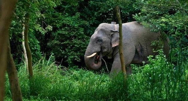 Khabar Odisha:many-elephants-have-died-due-to-electrocution-in-the-last-6-years-which-state-has-the-highest-number
