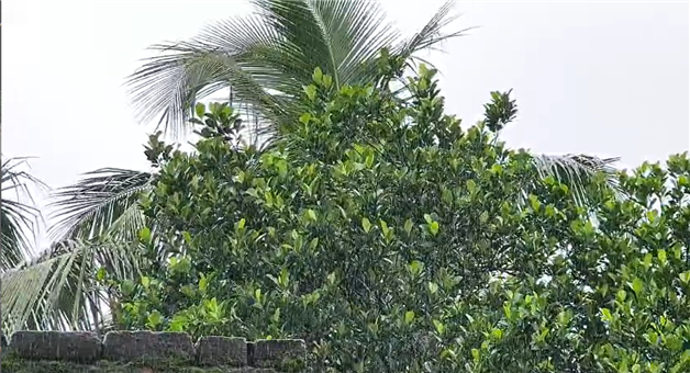 Khabar Odisha:mayubhanj-records-averege-917mm-rain-in-last-24-hours