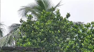 Khabar Odisha:mayubhanj-records-averege-917mm-rain-in-last-24-hours