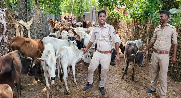 Khabar Odisha:mayurbhanj-police-rescue-more-than-280-calfs