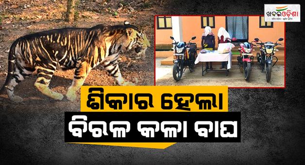 Khabar Odisha:melanistic-tiger-skin-seized-in-similipal-three-arrested