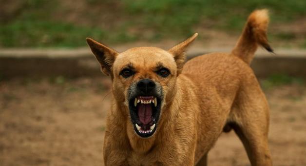Khabar Odisha:minor-boy-injured-in-dog-attack