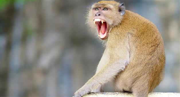 Khabar Odisha:monkey-terror-in-salepur-village