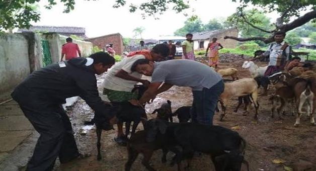 Khabar Odisha:more-than-4-lakhs-animals-affected-in-odisha-flood