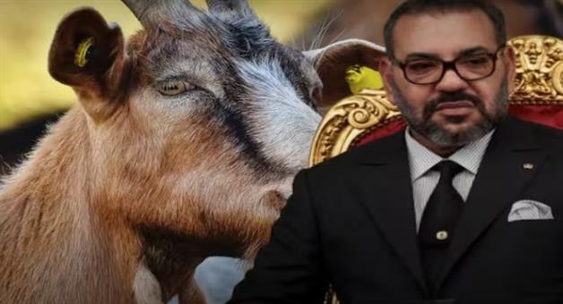 Khabar Odisha:morroco-decides-not-to-sacrifice-animals-on-bakrid