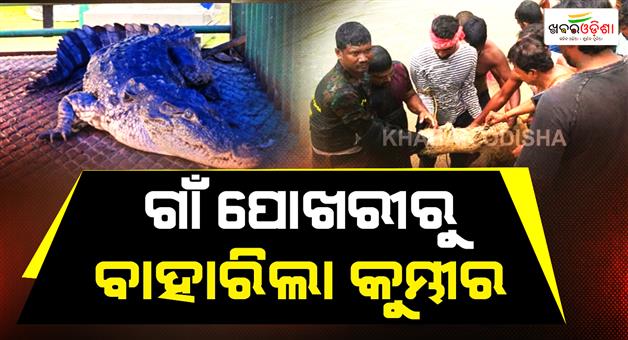 Khabar Odisha:mugger-crocodile-rescued-from-private-pond-in-malkangiri-under-medical-observation