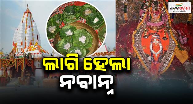 Khabar Odisha:nabarna-offered-to-goddess-samaleswari-on-the-occasion-of-nua-khai