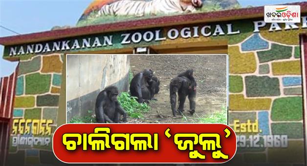 Khabar Odisha:nadankanan-zoologica-park-losts-chimpanzee-julu