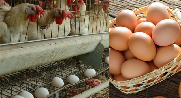 Khabar Odisha:namakkal-india-egg-city-producing-7-crore-eggs-daily-export-to-usa