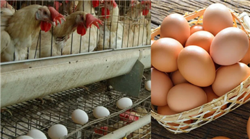 Khabar Odisha:namakkal-india-egg-city-producing-7-crore-eggs-daily-export-to-usa