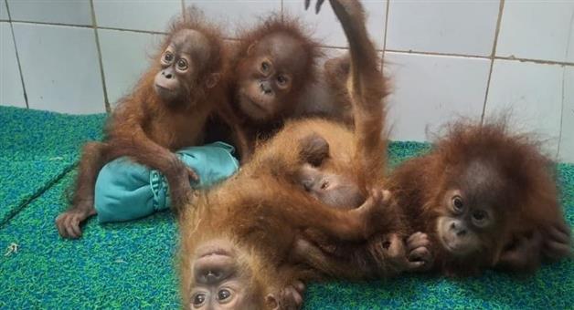 Khabar Odisha:nandankanan-orangutans-expert-team-health-diet-monitoring