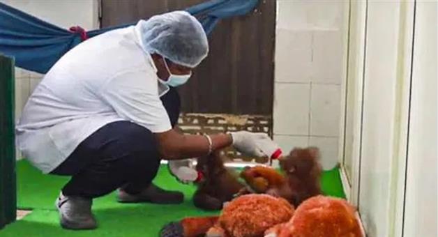 Khabar Odisha:nandankanan-zoo-orangutans-health-stable-odisha