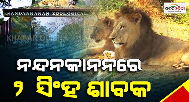 Khabar Odisha:nandankanan-zoo-welcomes-two-lion-cubs-lion-strength-touches-24