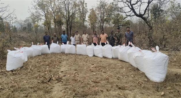 Khabar Odisha:nearly-3000-kg-of-marijuana-seized-in-5-days