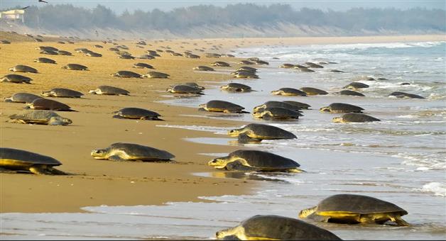 Khabar Odisha:no-fishing-in-the-sea-for-the-next-7-months-to-protect-the-turtles