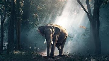 Khabar Odisha:odisha-gets-its-first-elephant-training-centre-in-kalahandi-boosting-wildlife-conservation-efforts