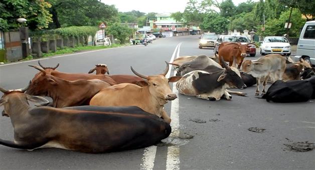 Khabar Odisha:odisha-government-decides-to-remove-stray-animals-on-national-highway