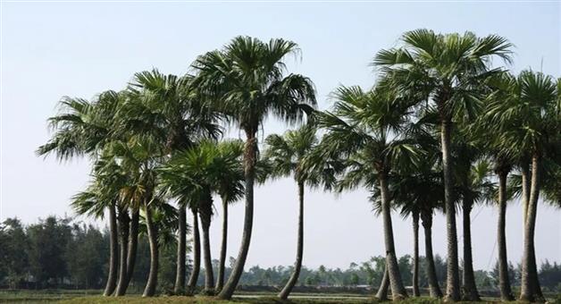 Khabar Odisha:odisha-governtment-is-investing-35-crore-for-palm-tree-plantation