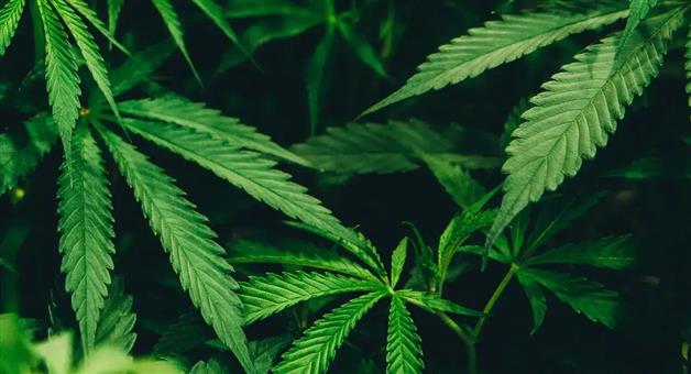 Khabar Odisha:odisha-govt-intensifies-crackdown-on-cannabis-cultivation-revenue-secretary-writes-to-6-district-collectors