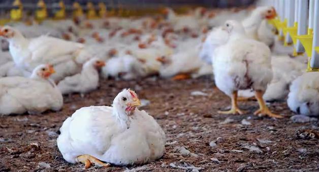 Khabar Odisha:odisha-has-23956-broiler-poultry-farms-produces-164k-mt-meat-annually