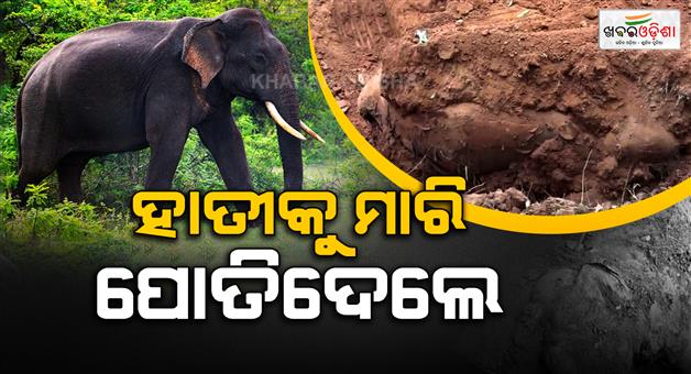 Khabar Odisha:odisha-man-kills-elephant-and-buries-carcass-in-farmhouse-held