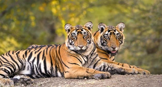 Khabar Odisha:odisha-to-get-3-royal-bengal-tigers-from-madhya-pradesh-similipal-satkosia