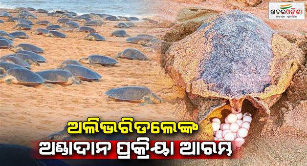 Khabar Odisha:olive-ridleys-egg-laying-process-begins-185-eggs-collected-on-the-first-day