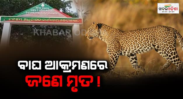 Khabar Odisha:one-dead-in-a-tiger-attack