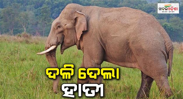 Khabar Odisha:one-died-in-jumbo-attack-in-sambalpur