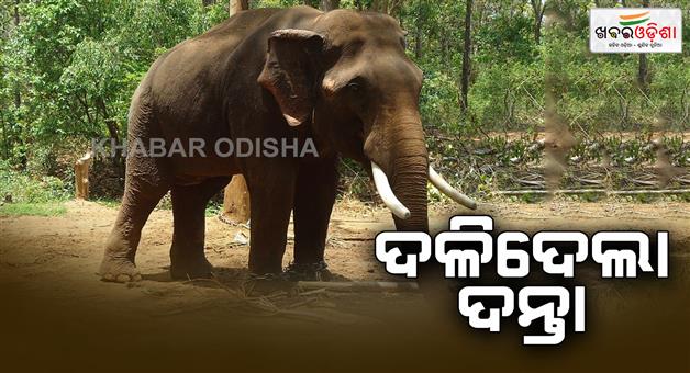 Khabar Odisha:one-dies-in-elephant-attack