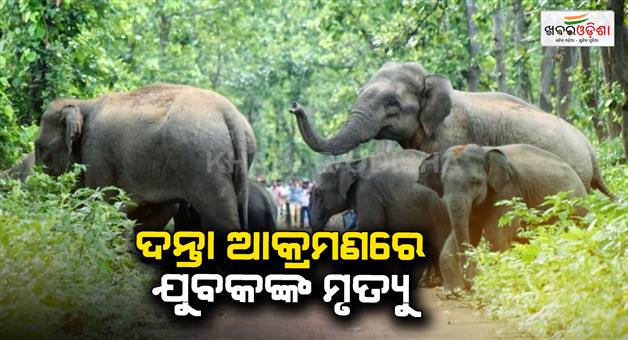 Khabar Odisha:one-person-died-in-elephant-attack