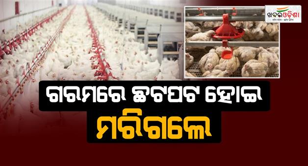 Khabar Odisha:over-5300-chickens-die-in-malkangiri-farm-due-to-power-failure-and-diesel-shortage