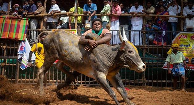 Khabar Odisha:palamedu-jallikattu-begins-in-madurai-with-1100-bulls-600-tamers