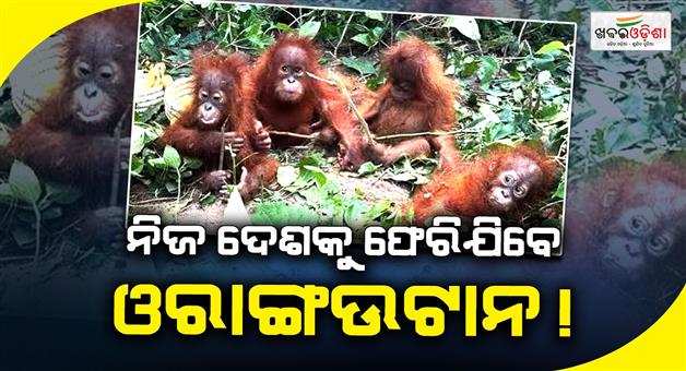 Khabar Odisha:process-to-take-the-5-rescued-orangutan-cubs-from-Odisha-to-Indonesia-will-begin