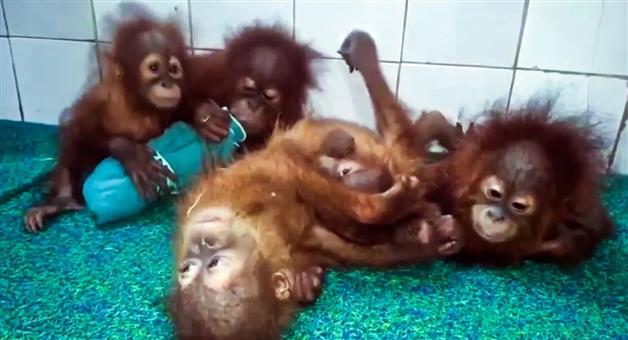 Khabar Odisha:process-to-take-the-5-rescued-orangutan-cubs-from-Odisha-to-Indonesia-will-begin