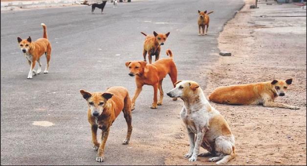 Khabar Odisha:puri-dog-sterilization-vaccination-50-operations-month